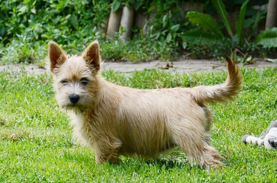 can norwich terrier be white