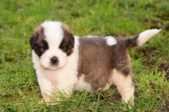 saint bernard puppy picture