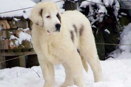 Central Asian Ovtcharka dog