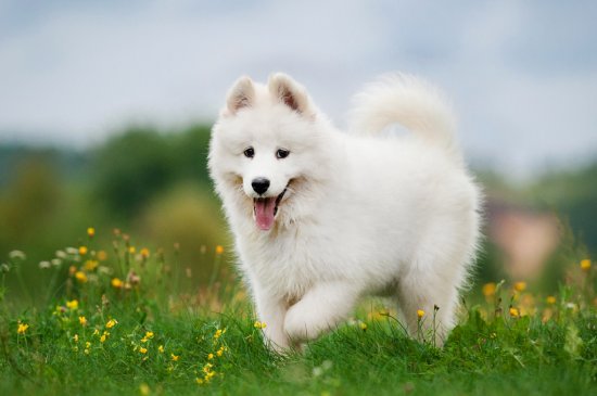 Samoyed dog