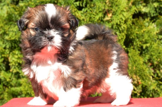 Shih Tzu perro