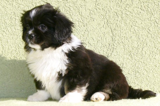 Spaniel Tibetano perro