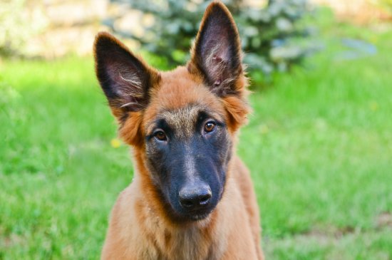 Belgian Malinois dog