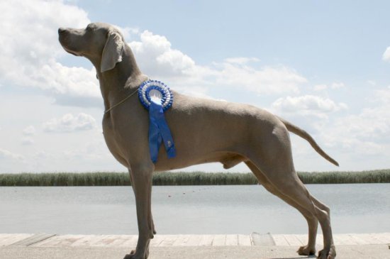 Weimaraner perro