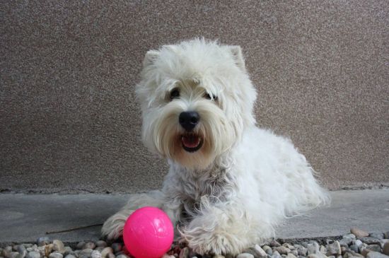 West Highland White Terrier picture