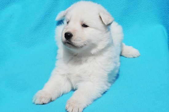 Berger Blanc Suisse Hund