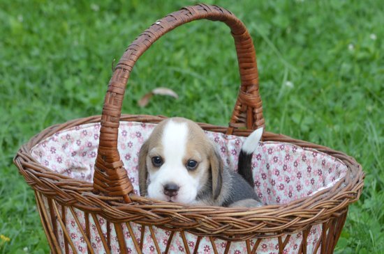 Beagle dog