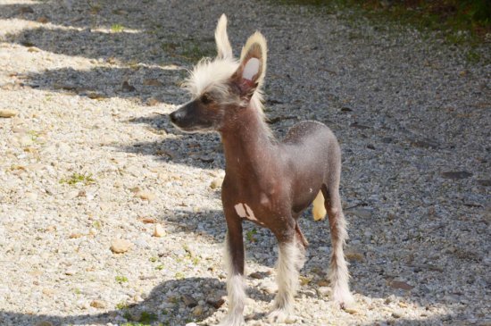 Chinese Crested perro