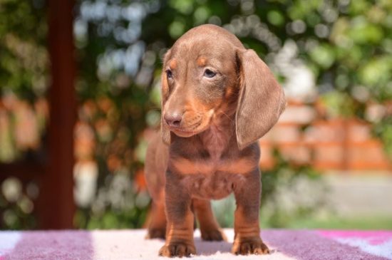 dachshund chocolate & tan puppy picture