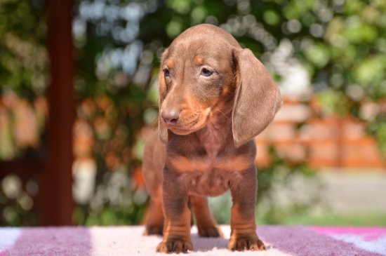 Dachshund perro