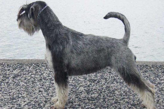 Standard Schnauzer dog