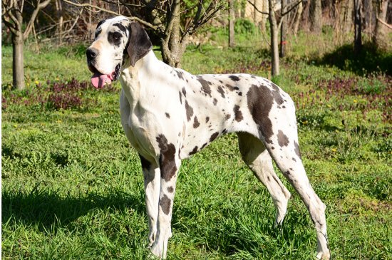 Great Dane dog