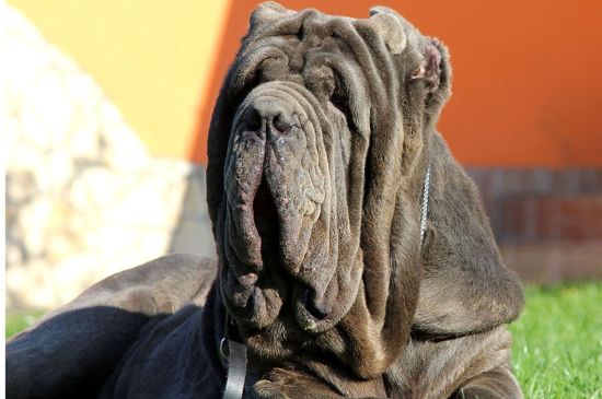 are neapolitan mastiffs easy to groom