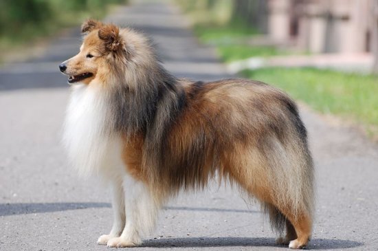 Sheltie Hund