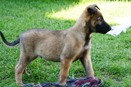 Pastor Belga Malinois