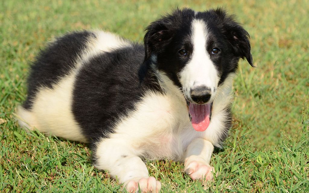 borzoi black&white puppy picture