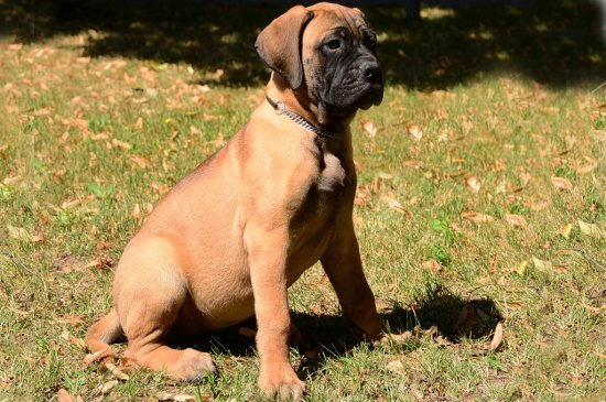 Bullmastiff