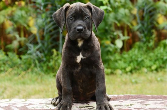 canary dog brindle puppy picture