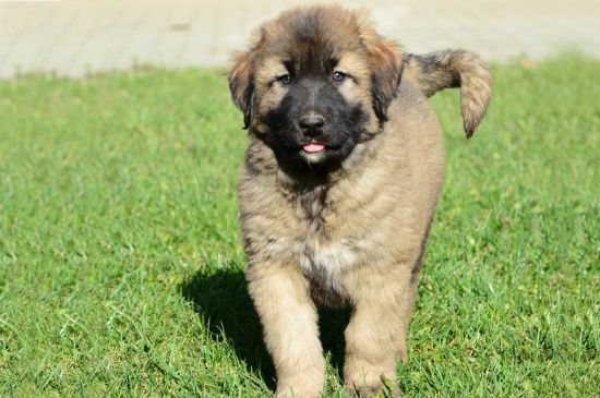 caucasian mountain dog fawn puppy picture