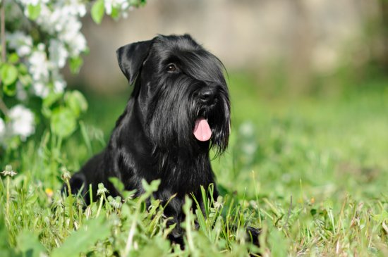 Schnauzer Gigante