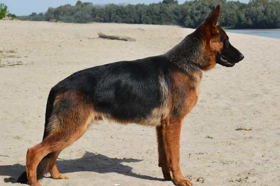 German Shepherd Dog