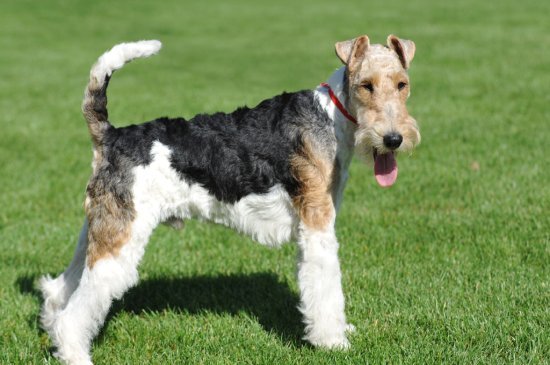 Fox Terrier