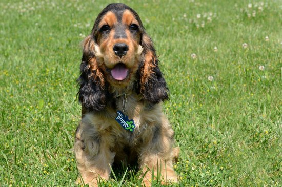 Englischer Cocker Spaniel