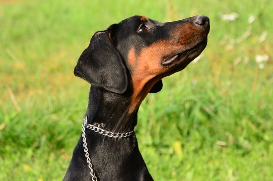 Dobermann