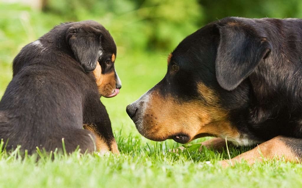 greater swiss mountain dog black and tan puppy picture