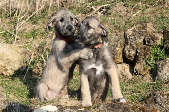 Wolfhound Irlandés