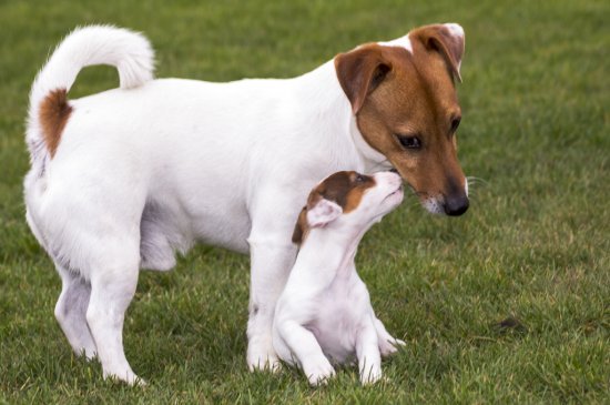 Jack-Russell-Terrier