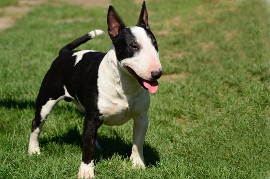 Bull Terrier Miniatura