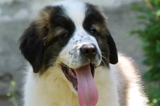 Perro de Vigilancia de Moscú