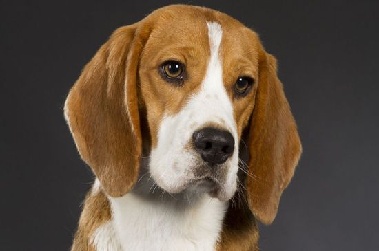 beagle classic tri picture