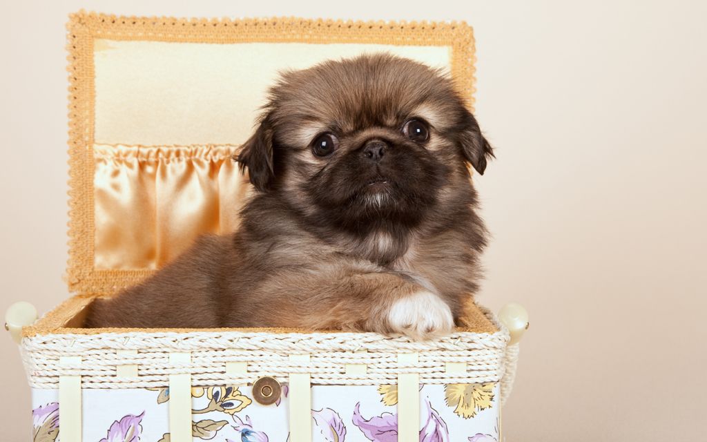pekingese fawn puppy picture