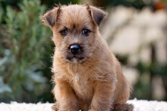 norwich terrier red puppy picture
