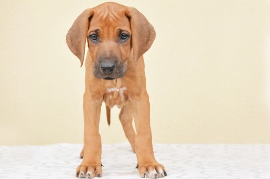 Rhodesianischer Ridgeback