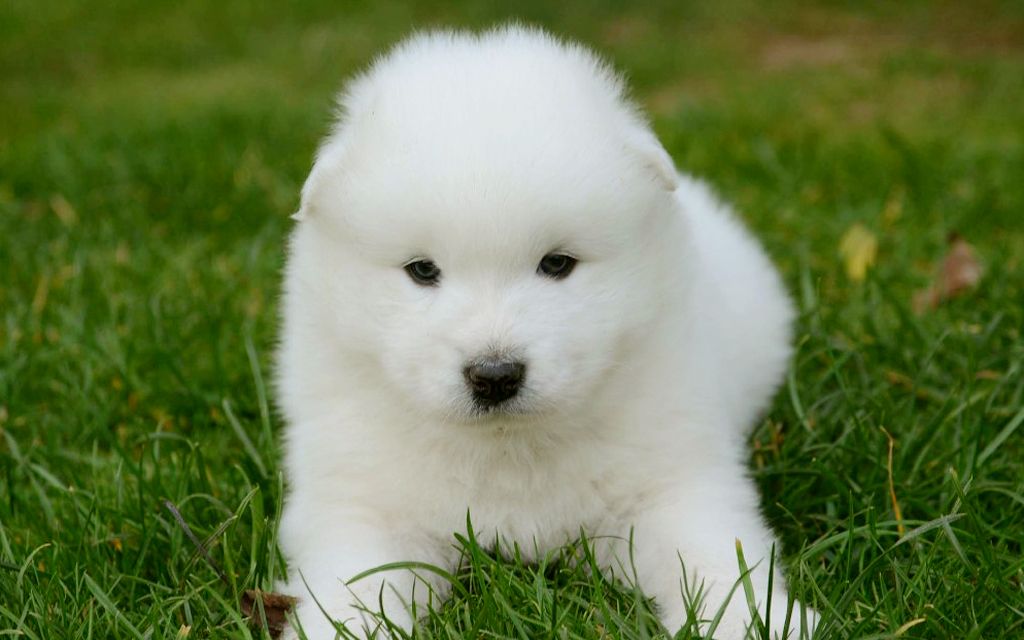 samoyed puppy picture
