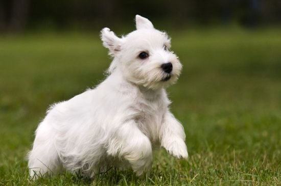 sealyham terrier white picture