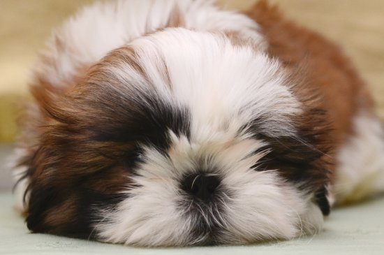 Shih Tzu