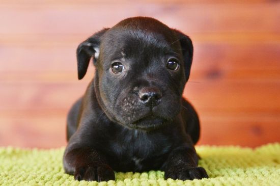 staffordshire bull terrier black puppy picture