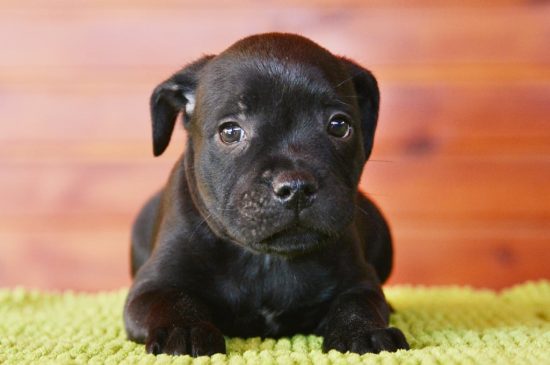 can a staffordshire bull terrier live in malta