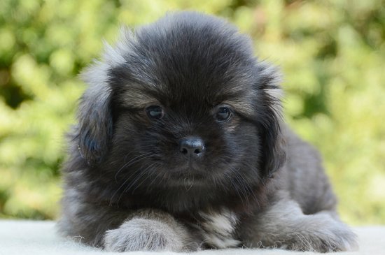 Tibet Spaniel