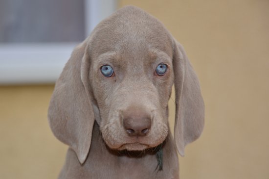 Weimaraner