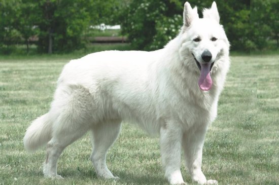 Berger Blanc Suisse