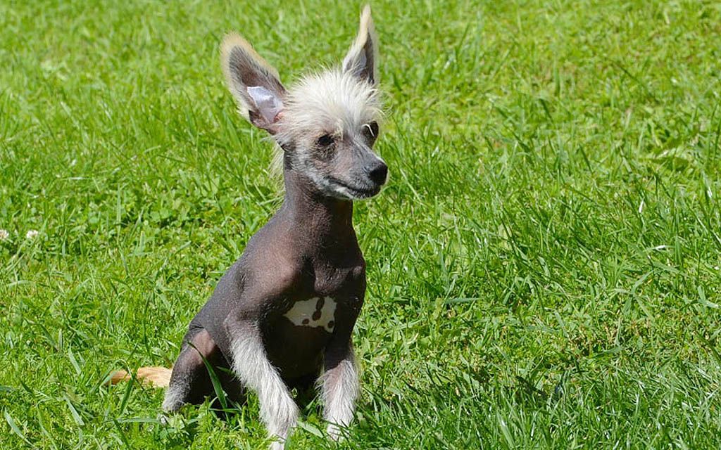 chinese crested black puppy picture