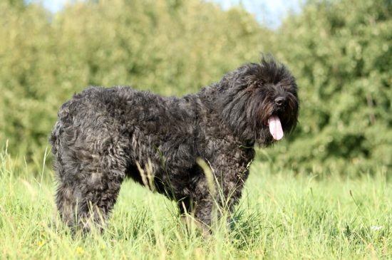 Bouvier clearance poodle puppies