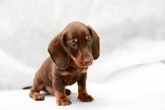 dachshund chocolate & tan puppy picture