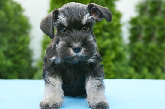 miniature schnauzer black & silver puppy picture