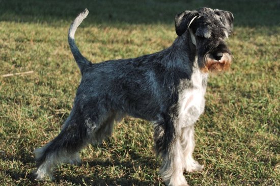 Standard Schnauzer